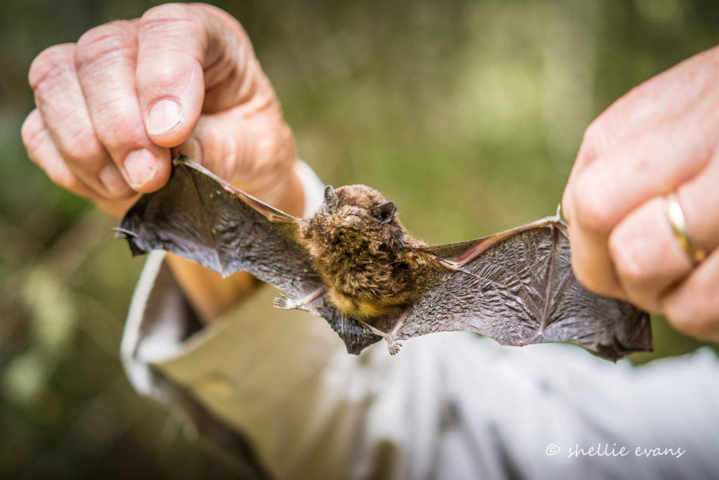 bats-new-zealand-s-only-native-land-mammal-new-zealand-nature-guy