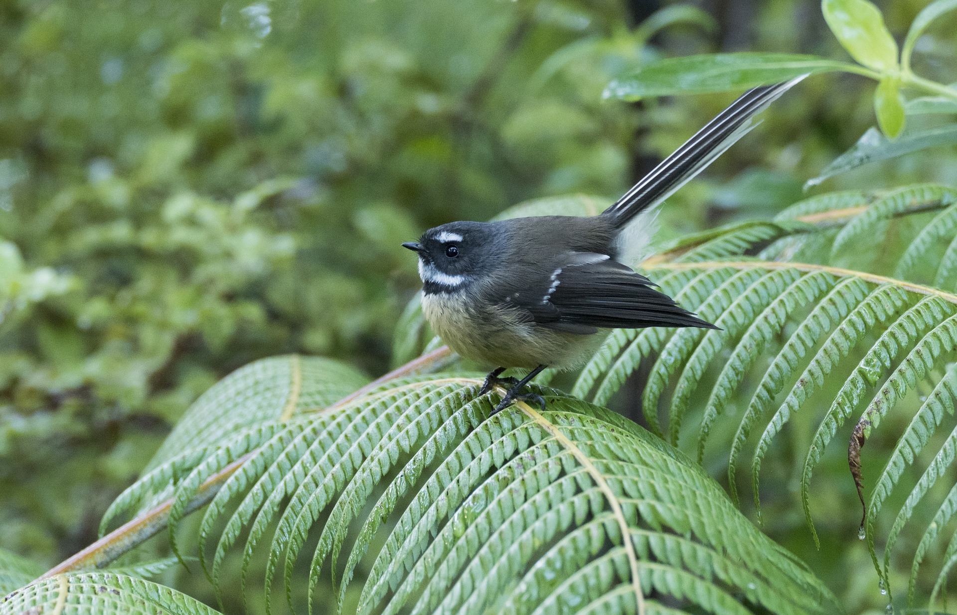 8 Fantail Facts - A Native New Zealand Bird - New Zealand Nature Guy