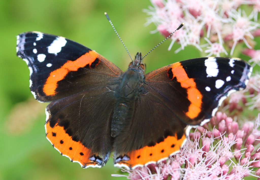 new zealand insects pictures