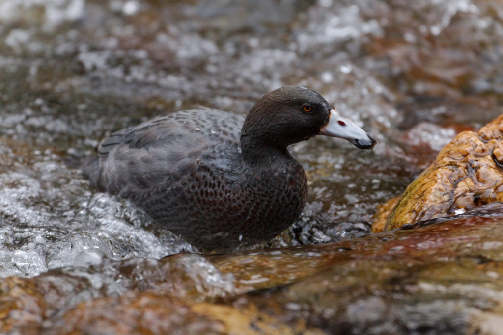 6 Whio Facts - New Zealand's Blue Duck - New Zealand Nature Guy