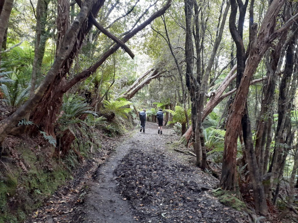 Rakiura Walk - Stewart Island's Great Walk - New Zealand Nature Guy